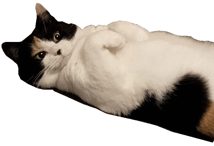 A gif of my cat Tangy winking